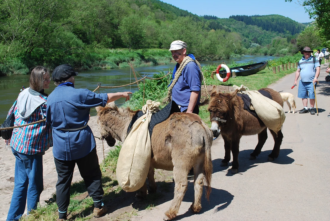 The river and donkeys